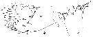 Espce Euchirella rostrata - Planche 28 de figures morphologiques