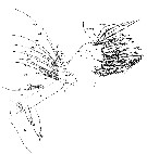 Espce Euchirella rostrata - Planche 30 de figures morphologiques