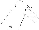 Espce Euchirella galeatea - Planche 8 de figures morphologiques