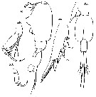 Espce Corycaeus (Agetus) limbatus - Planche 15 de figures morphologiques