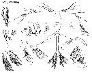 Espce Oithona setigera - Planche 13 de figures morphologiques