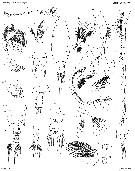 Espce Labidocera kryeri - Planche 14 de figures morphologiques