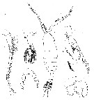 Espce Ivellopsis elephas - Planche 3 de figures morphologiques