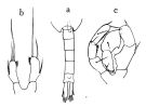 Espce Metridia venusta - Planche 1 de figures morphologiques