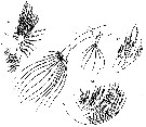 Espce Pontellopsis villosa - Planche 14 de figures morphologiques