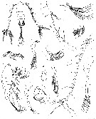 Espce Tortanus (Tortanus) gracilis - Planche 6 de figures morphologiques
