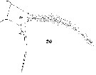 Espce Acartia (Odontacartia) lilljeborgi - Planche 5 de figures morphologiques