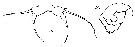 Espce Acartia (Odontacartia) lilljeborgi - Planche 7 de figures morphologiques