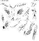 Espce Acartia (Odontacartia) erythraea - Planche 9 de figures morphologiques
