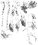 Espce Drepanopus pectinatus - Planche 13 de figures morphologiques