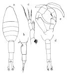 Espce Metridia princeps - Planche 5 de figures morphologiques