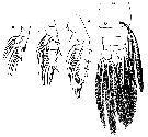 Espce Euchirella rostrata - Planche 33 de figures morphologiques