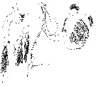 Espce Paraeuchaeta barbata - Planche 19 de figures morphologiques