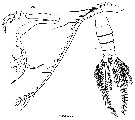 Espce Undinula vulgaris - Planche 20 de figures morphologiques