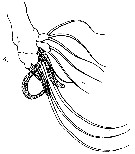 Espce Scolecithricella minor - Planche 16 de figures morphologiques