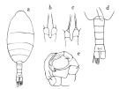 Espce Metridia brevicauda - Planche 1 de figures morphologiques