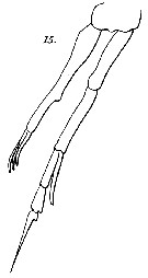 Espce Scolecithricella minor - Planche 17 de figures morphologiques