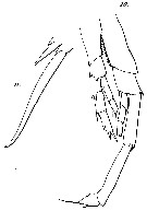 Espce Calanus propinquus - Planche 19 de figures morphologiques
