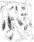 Espce Rhincalanus rostrifrons - Planche 5 de figures morphologiques