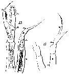 Espce Rhincalanus rostrifrons - Planche 7 de figures morphologiques
