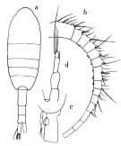Espce Metridia okhotensis - Planche 1 de figures morphologiques