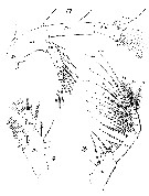 Espce Rhincalanus nasutus - Planche 18 de figures morphologiques