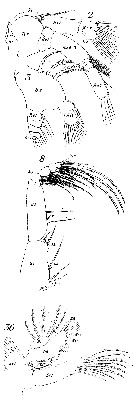 Espce Phaenna spinifera - Planche 16 de figures morphologiques