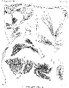 Espce Pareucalanus attenuatus - Planche 25 de figures morphologiques