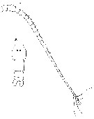 Espce Neocalanus tonsus - Planche 17 de figures morphologiques