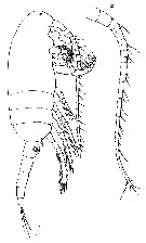 Espce Clausocalanus furcatus - Planche 14 de figures morphologiques
