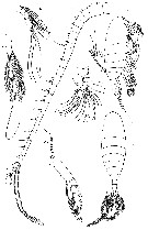 Espce Calanus propinquus - Planche 20 de figures morphologiques