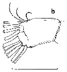 Espce Euchirella rostrata - Planche 34 de figures morphologiques