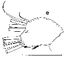 Espce Euchirella maxima - Planche 26 de figures morphologiques