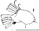 Espce Euchirella bitumida - Planche 14 de figures morphologiques