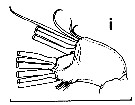 Espce Euchirella pseudopulchra - Planche 6 de figures morphologiques