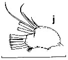 Espce Euchirella pulchra - Planche 19 de figures morphologiques