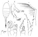Espce Lucicutia sewelli - Planche 1 de figures morphologiques