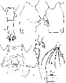 Species Euchaeta concinna - Plate 15 of morphological figures