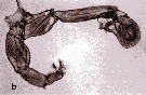 Espce Labidocera acuta - Planche 24 de figures morphologiques