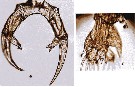 Espce Labidocera kryeri - Planche 15 de figures morphologiques