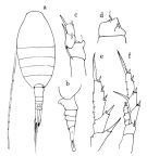 Espce Lucicutia longispina - Planche 1 de figures morphologiques