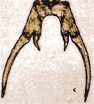 Espce Labidocera bengalensis - Planche 2 de figures morphologiques