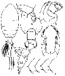 Espce Pontellina sobrina - Planche 11 de figures morphologiques