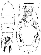 Espce Pontellopsis villosa - Planche 15 de figures morphologiques