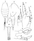 Espce Lucicutia longiserrata - Planche 1 de figures morphologiques