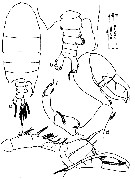 Espce Pontellopsis perspicax - Planche 10 de figures morphologiques
