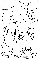 Species Pontellopsis krameri - Plate 5 of morphological figures