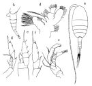 Espce Lucicutia macrocera - Planche 1 de figures morphologiques