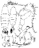 Espce Labidocera sinilobata - Planche 7 de figures morphologiques