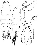 Espce Labidocera pavo - Planche 11 de figures morphologiques